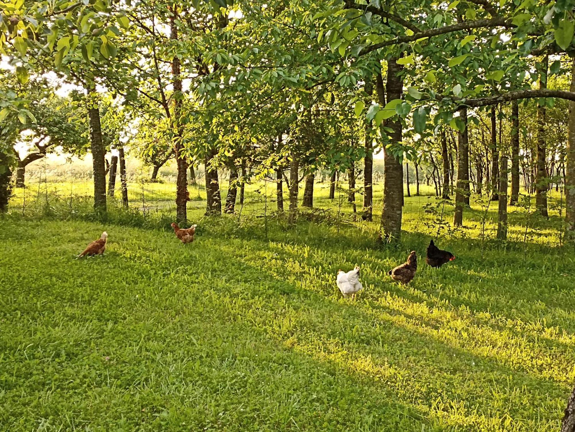 Gite Nature Et Detente Aubreville Exterior photo