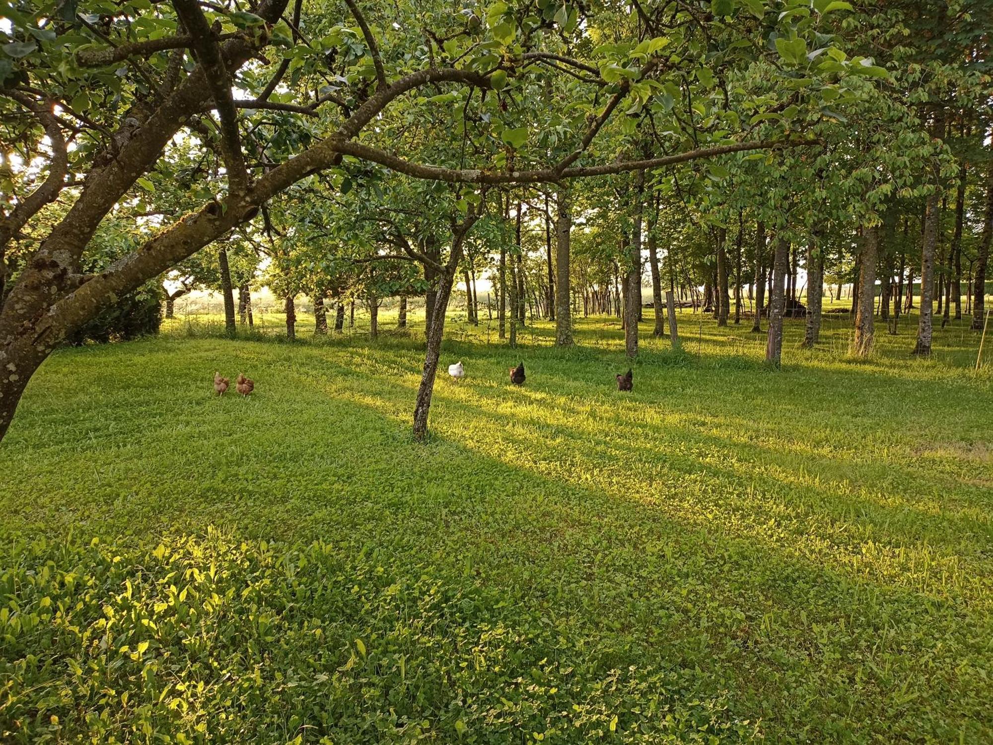 Gite Nature Et Detente Aubreville Exterior photo